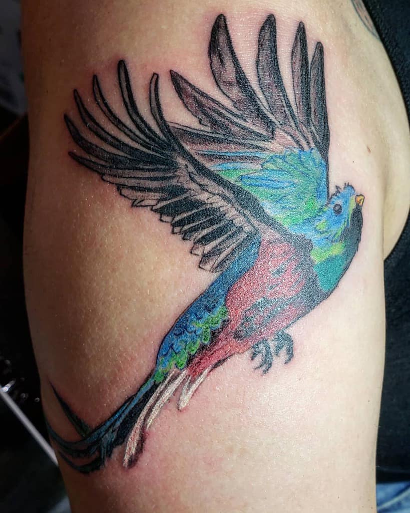 Vibrant quetzal tattoo on the upper arm, featuring a colorful bird in flight with detailed black wings, blue-green feathers, and a red chest