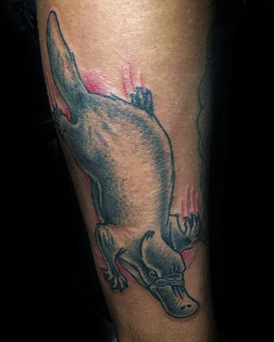 Forearm Platypus Guys Tattoos