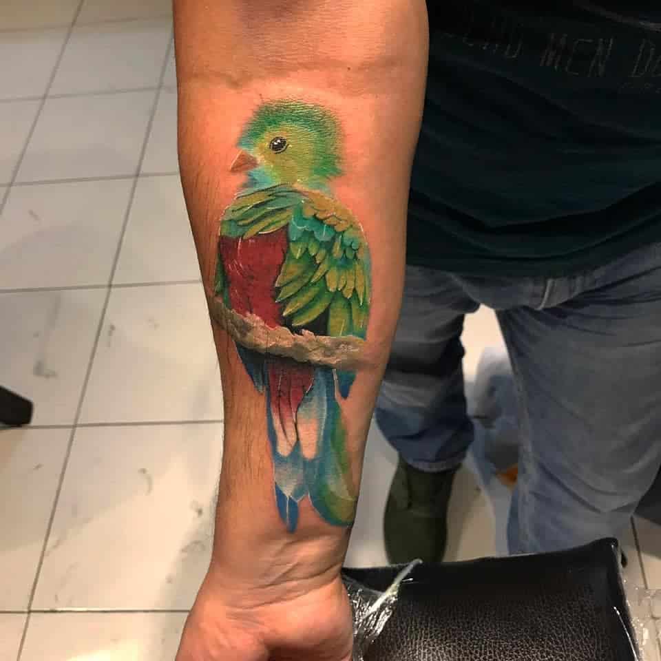 Quetzal tattoo on a forearm depicts a vibrant green and red bird with intricate feathers, perched on a branch
