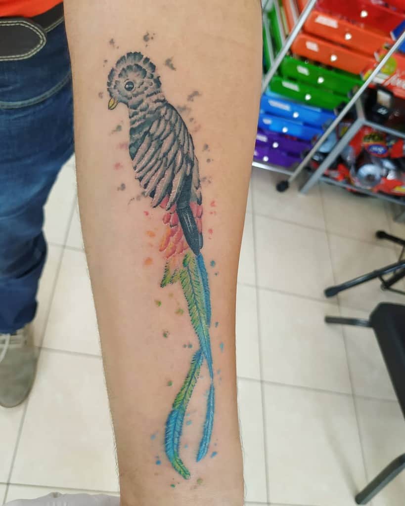 Watercolor-style quetzal tattoo on the forearm, featuring a black and grey bird with vibrant splashes of blue, green, and red tail feathers
