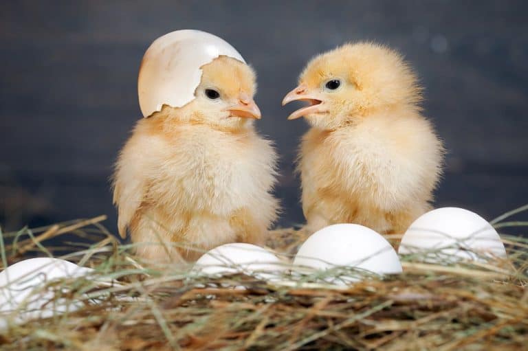 funny-chicken-jokes-that-are-egg-cellent