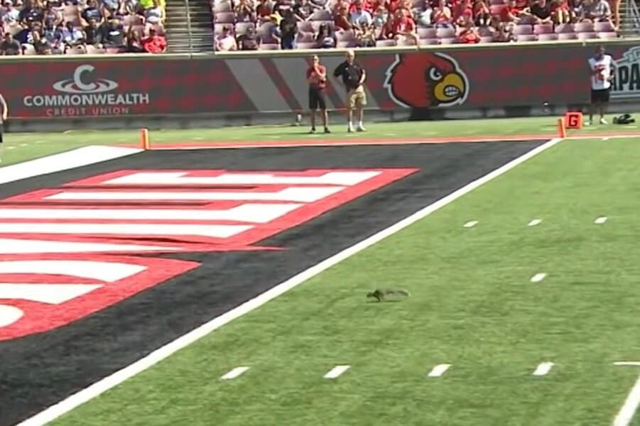 funny-moments-in-sport-image-5