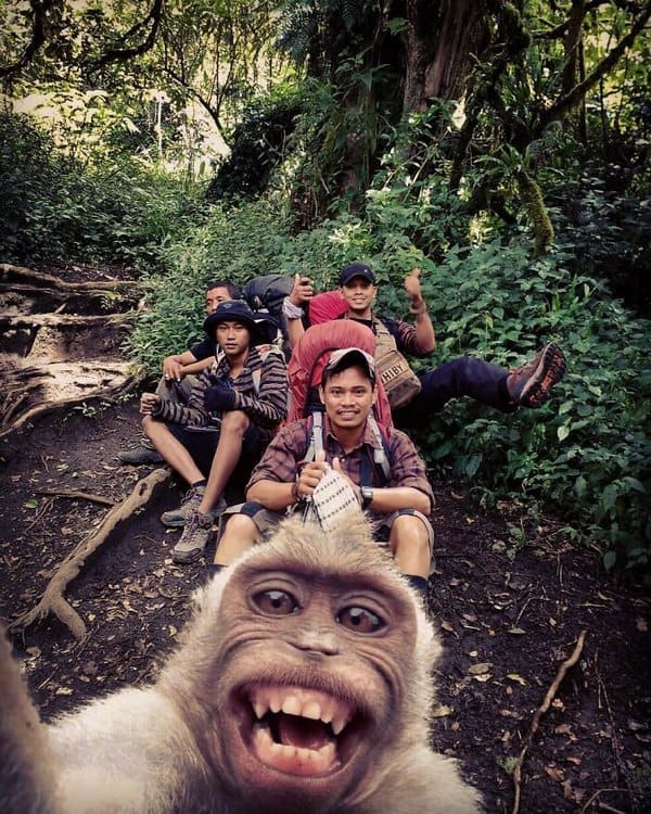 monkey-pictures