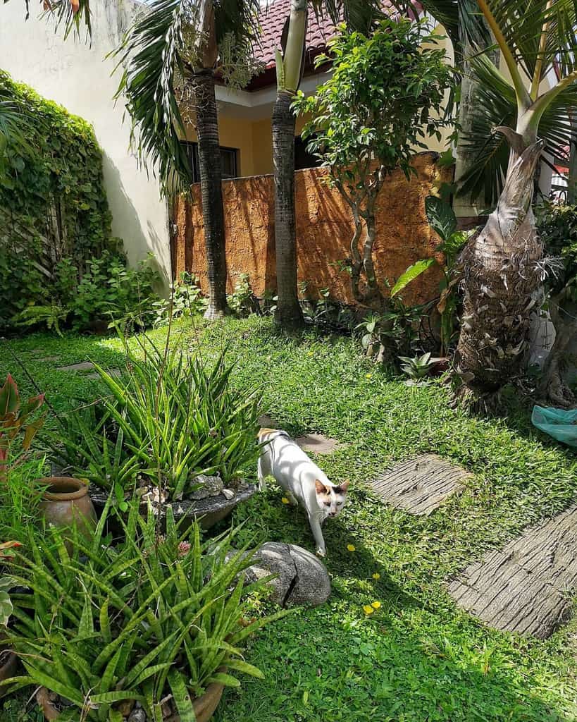 small green backyard garden