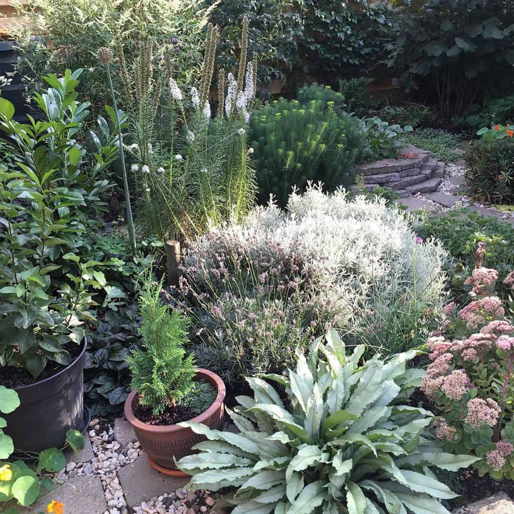 small green garden backyard