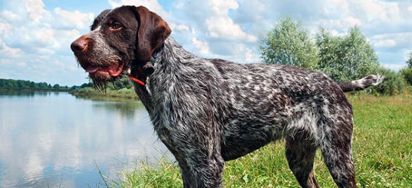 German Wirehaired Pointer