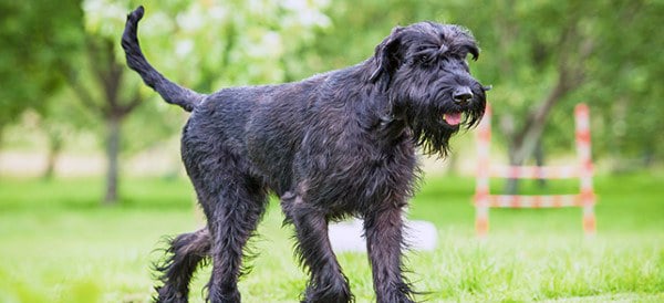 Giant Schnauzer