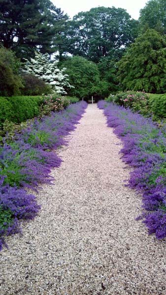 lavender gravel path