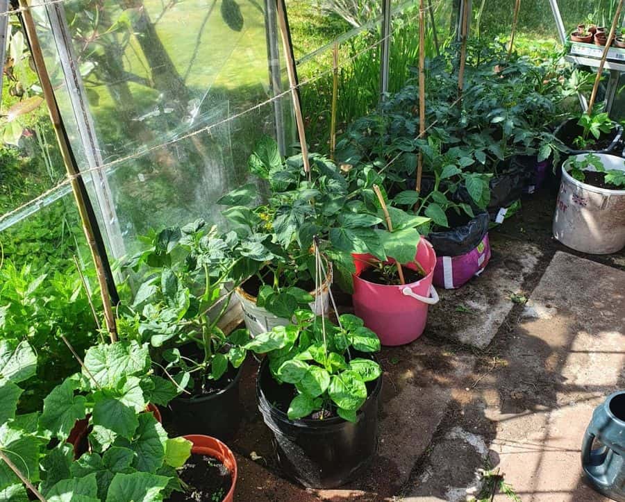 greenhouse vegetable garden pot plants