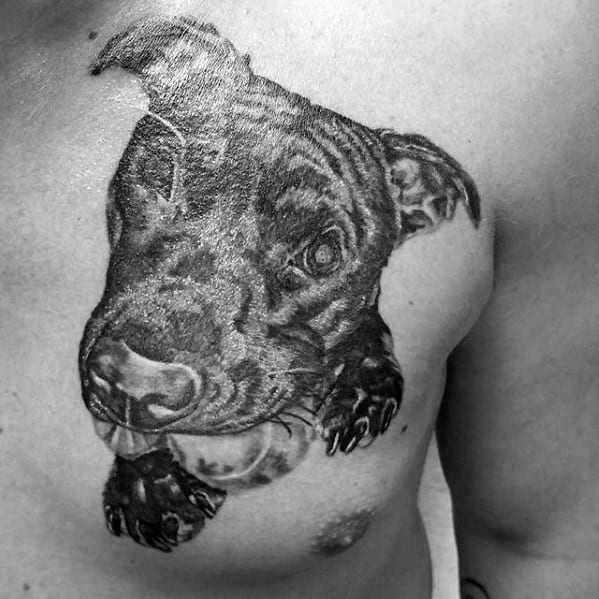 Guys Pitbull Tattoos On Chest