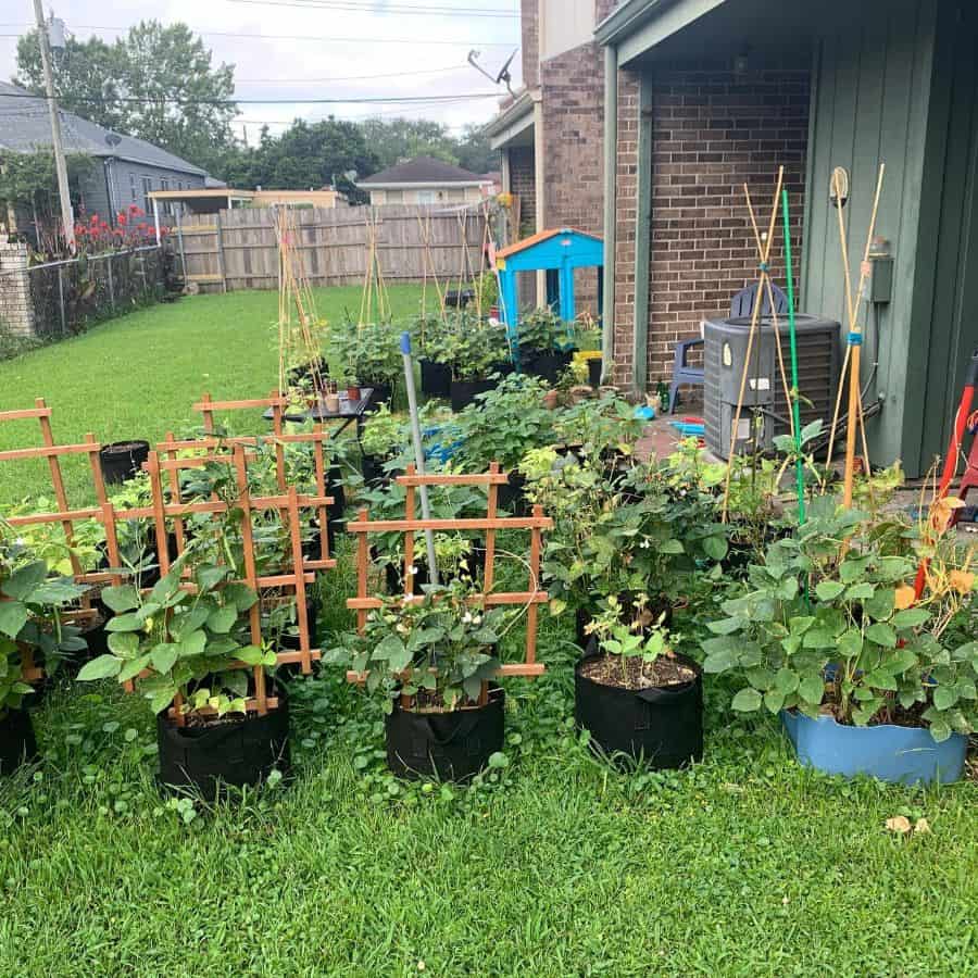 A backyard garden with various potted plants supported by wooden trellises, set on a grassy lawn near a house