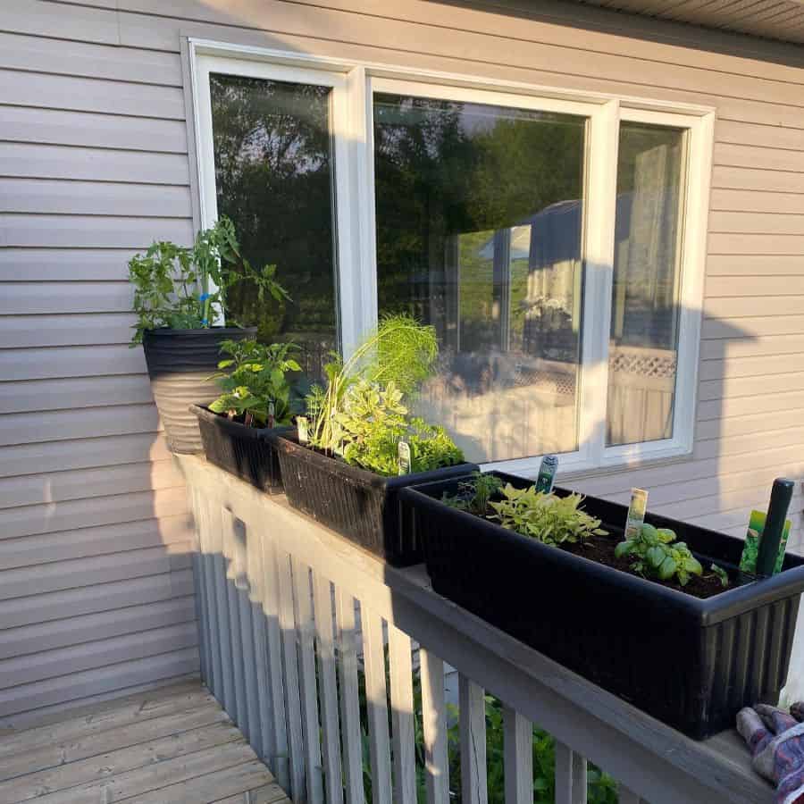 A sunny balcony with three black planters growing herbs and plants, set against a light-colored siding and window