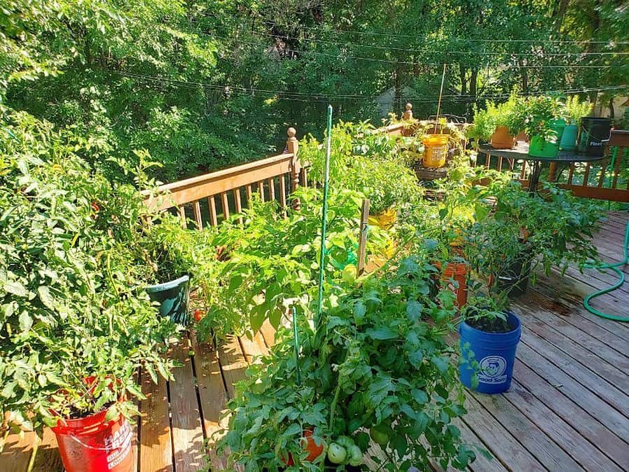 Container garden on a wooden deck with various plants in pots, surrounded by lush greenery in the background