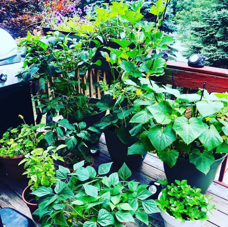 Potted plants with lush green leaves on a wooden deck, surrounded by trees and a grill visible in the background