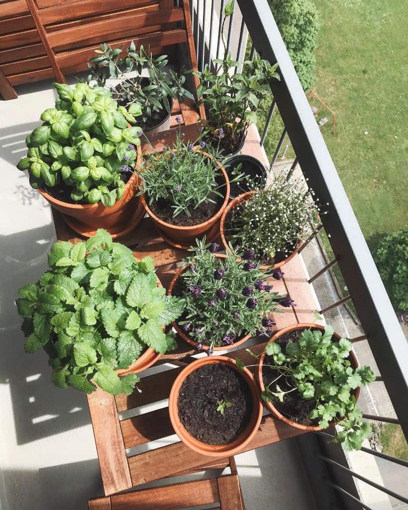 Balcony garden with various herbs and plants in terracotta pots on a wooden table.