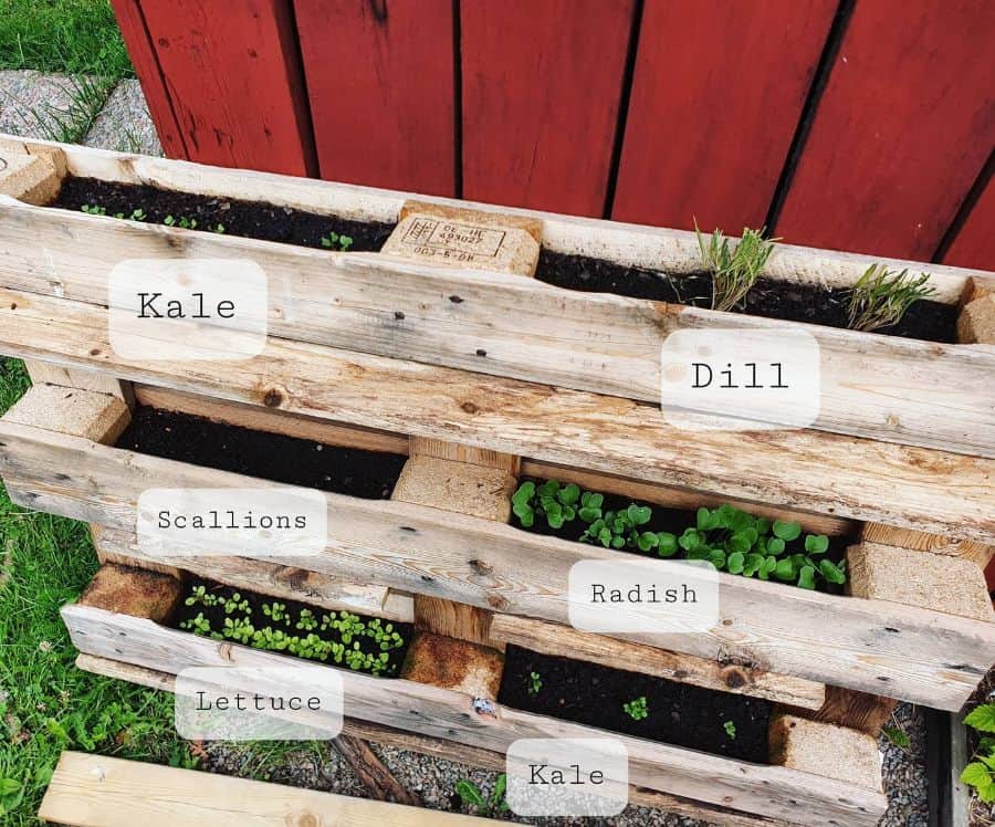 herbs pallet garden ideas