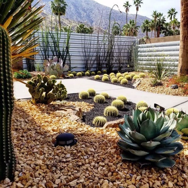 awesome stone cactus succulent desert garden 
