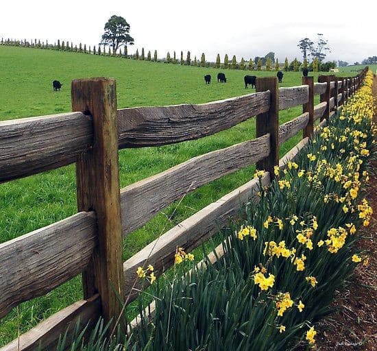 rustic cladded fence 