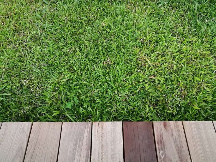 A patch of green grass beside a wooden walkway with light and dark-brown planks