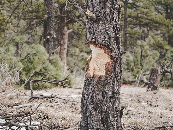 Hults Bruk American Felling Axe By Dave Canterbury Review Woods Review