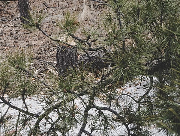 Hults Bruk American Felling Axe Chopping Down Pine Tree Field Test