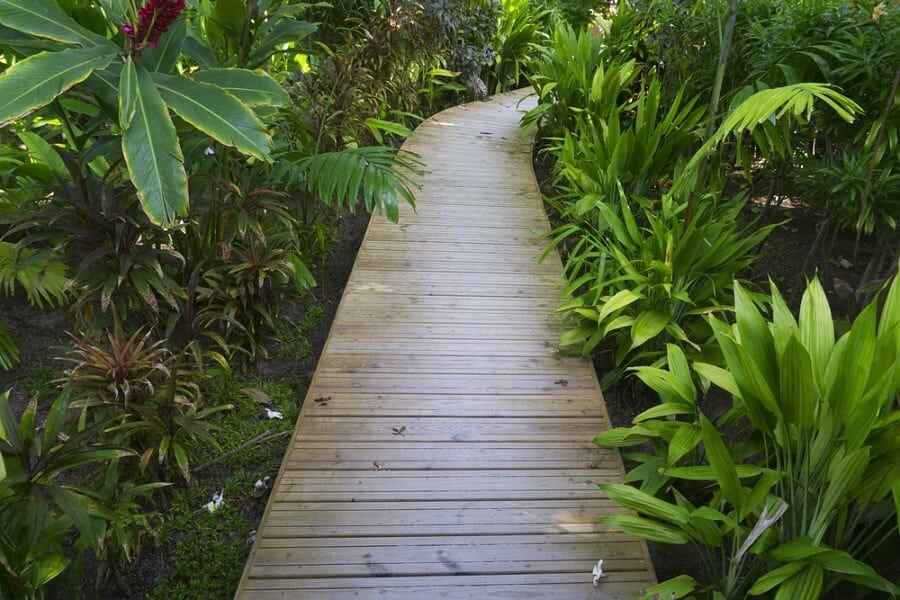 Walkway winding through lush green tropical plants