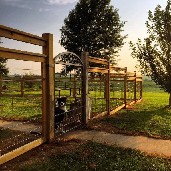 Two dogs stand by a sturdy fence on a sunny day, with trees and fields in the background