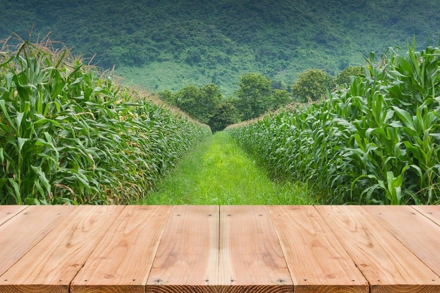 Wooden table by a cornfield, with a walkway and green hills in the background