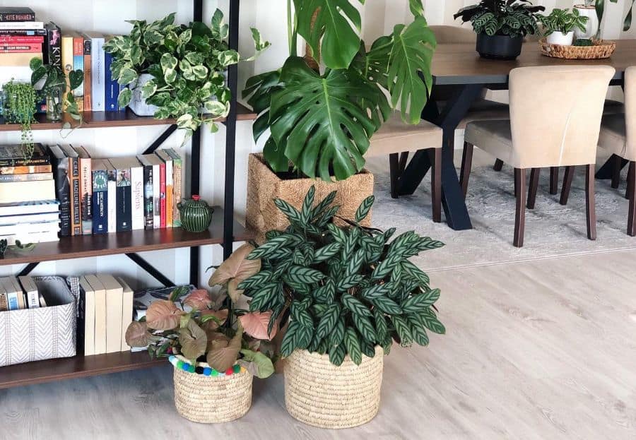 Bookshelf with plants on shelves, two potted plants on floor, and a dining table with chairs in the background