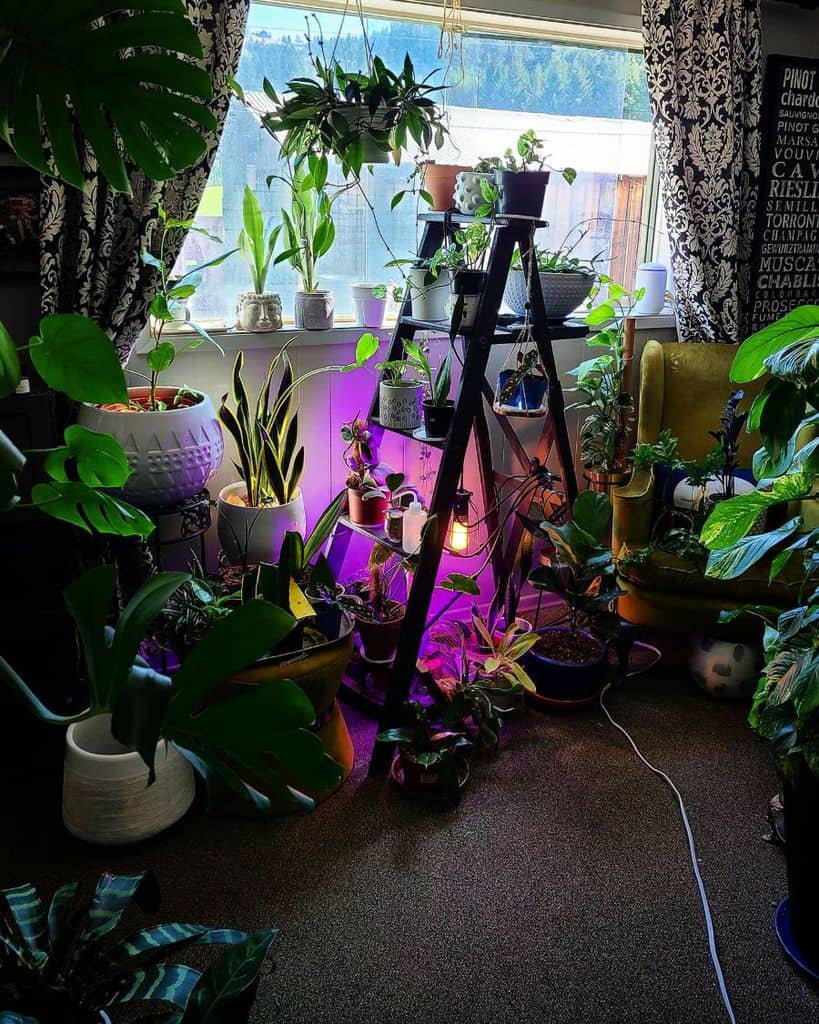 A room filled with various potted plants, some on a triangular shelf, and a purple light illuminating the plants near a window