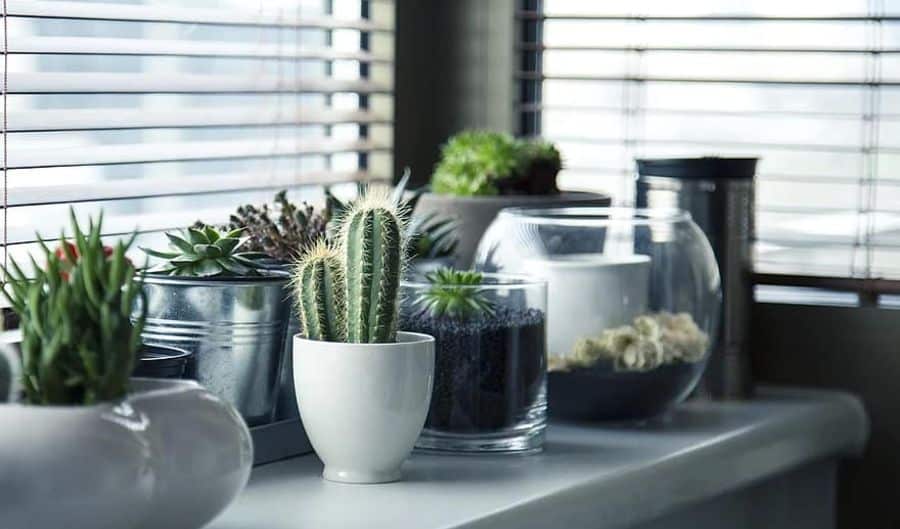 Various potted plants, including cacti and succulents, are on a windowsill with blinds partially open, letting in soft light