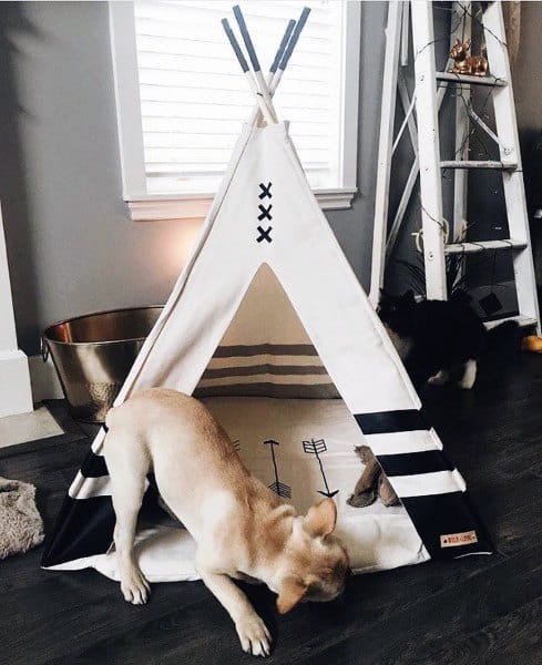 A small dog sniffing outside a white teepee-style pet tent