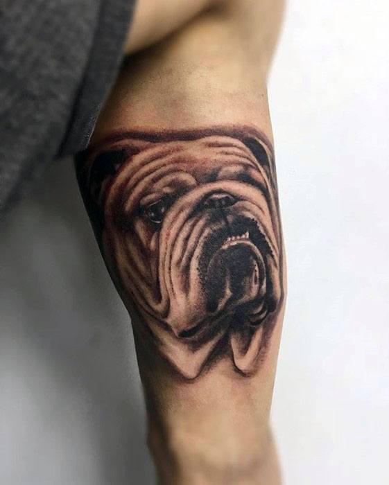 Inner Arm Bicep Bulldog Realistic Guys Tattoo Design Ideas