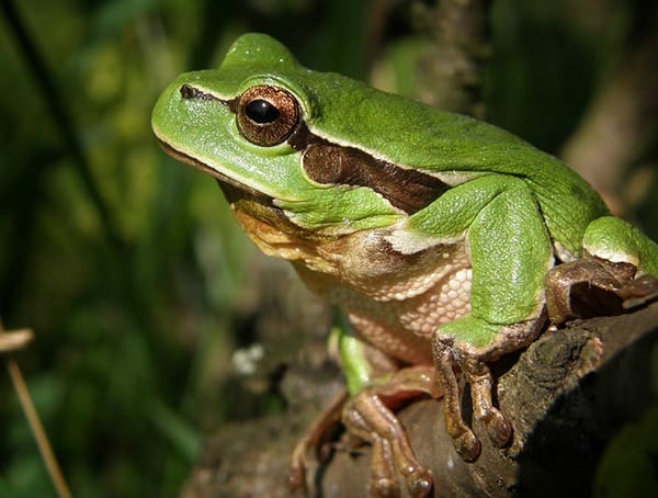 Kiss A Lot Of Frogs List Of Life Lessons For Men