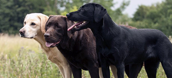 Labrador Retriever
