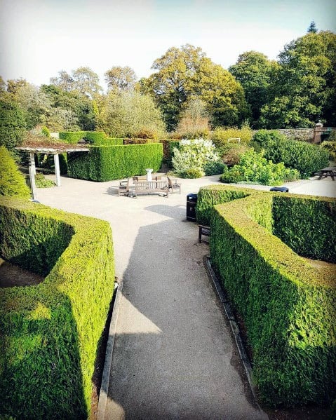 hedge-lined walkway