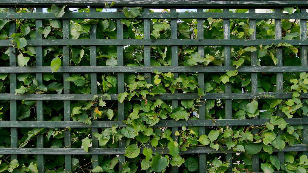Green lattice fence with lush vines intertwining through the panels, creating a natural and vibrant look.