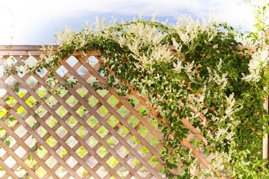 Natural wood lattice fence with green vines and white flowers climbing across it.