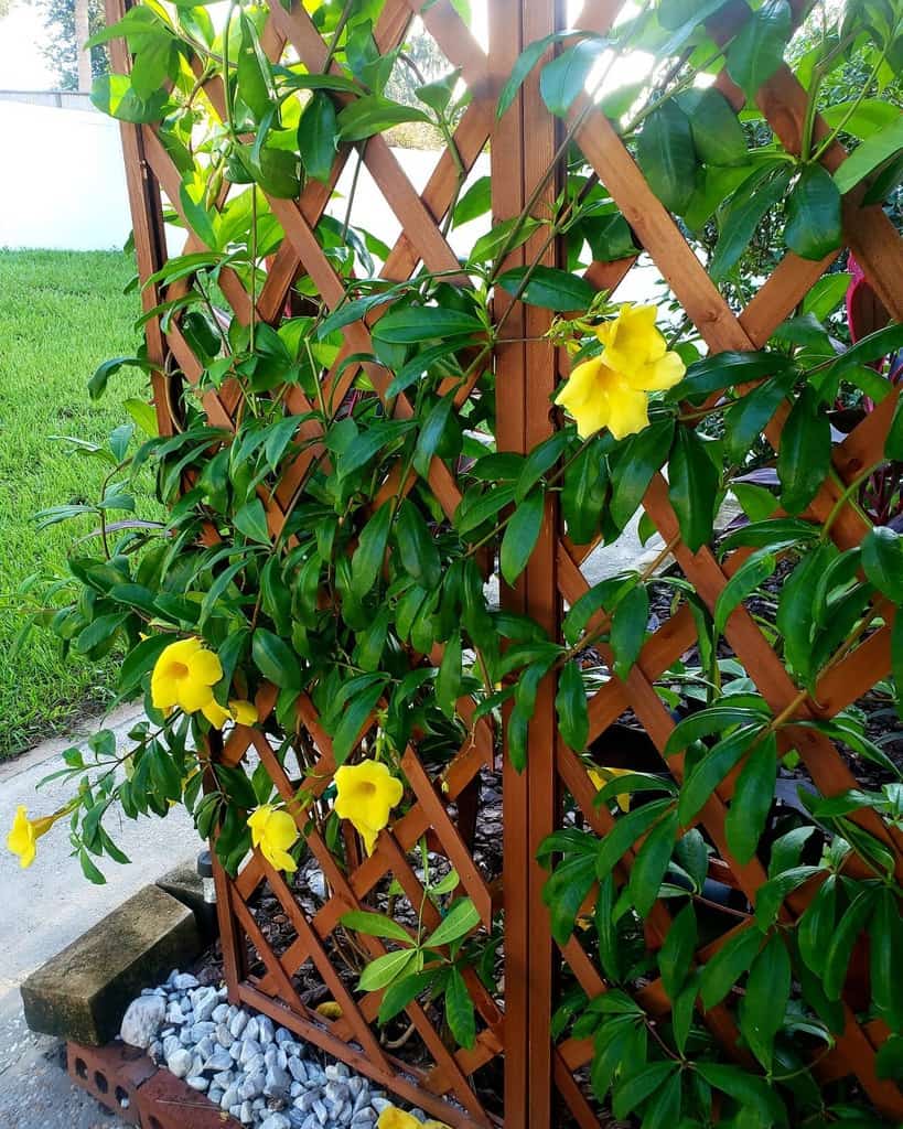 wood lattice garden trellis yellow roses