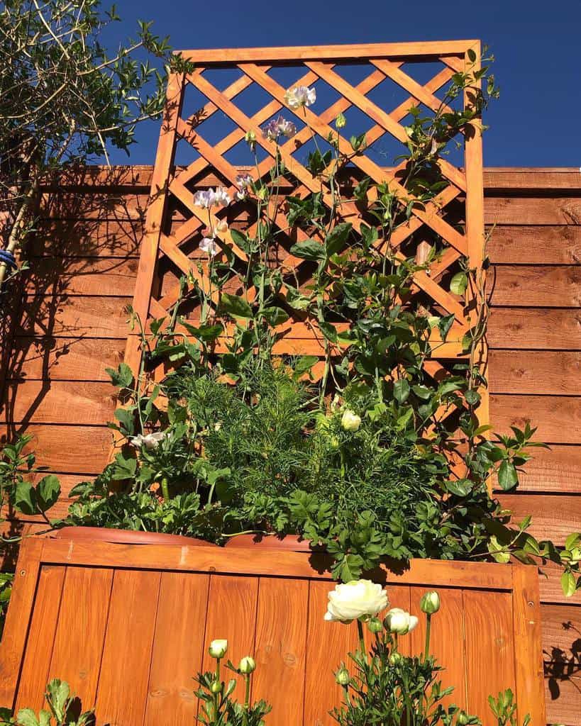 stained wood lattice garden trellis