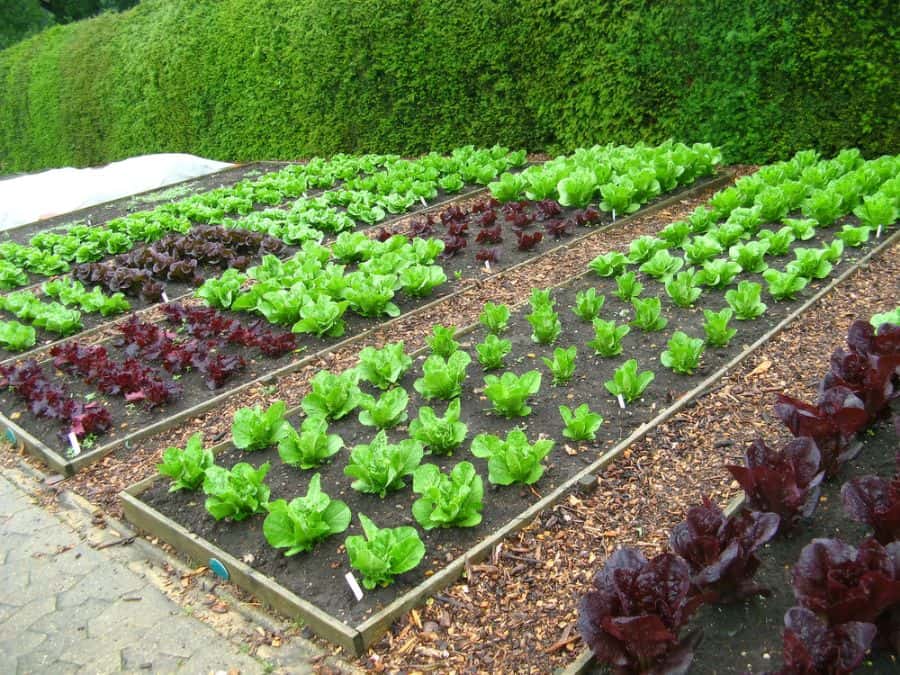 layout vegetable garden