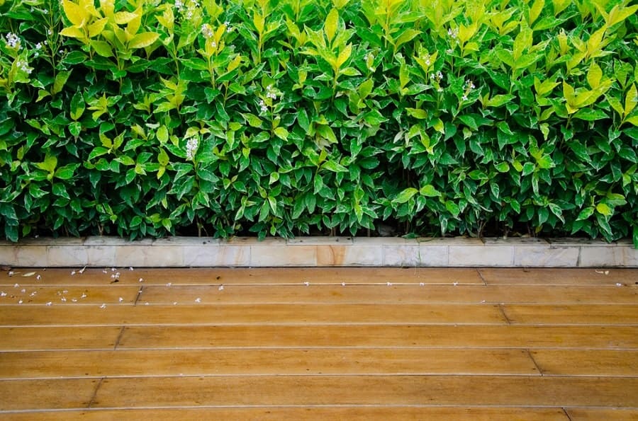 Walkway leads to wooden deck in front of lush green hedge with small white flowers