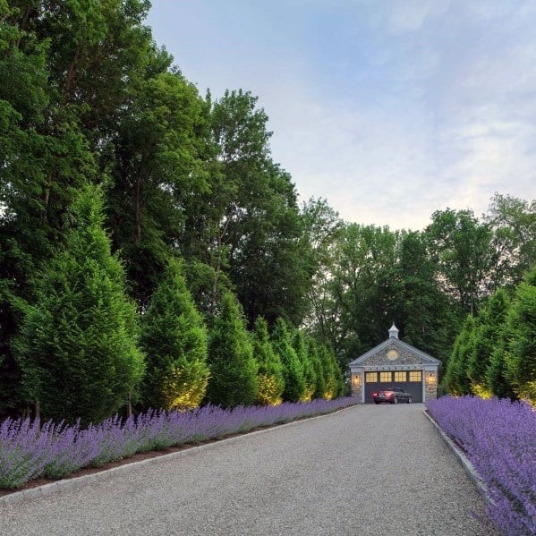Gravel driveway lined with manicured hedges and vibrant purple flowers.