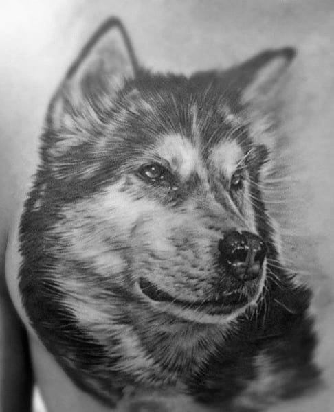 Hyper-realistic Siberian Husky tattoo on a man's chest, featuring intricate fur details and a lifelike expression for a striking design.