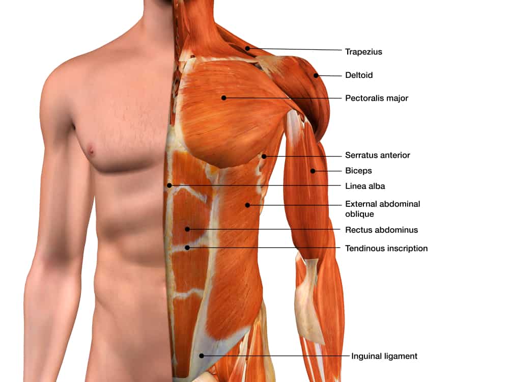 male torso muscle anatomy labeled with 3d rendering