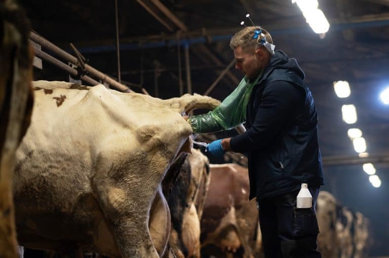 man doing artificial insemination of a cow in a farm