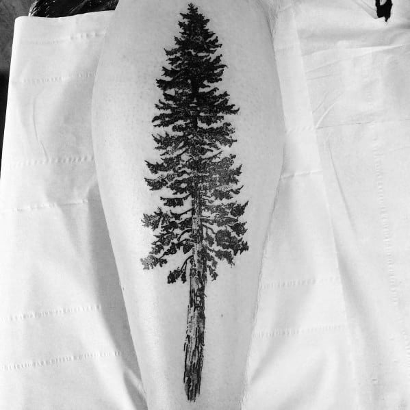 Black ink pine tree tattoo on the calf, featuring intricate detailing on the branches and trunk for a bold and nature-inspired design.