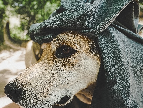 Matador Nanodry Shower Towel Reviews Dog Drying Field Test