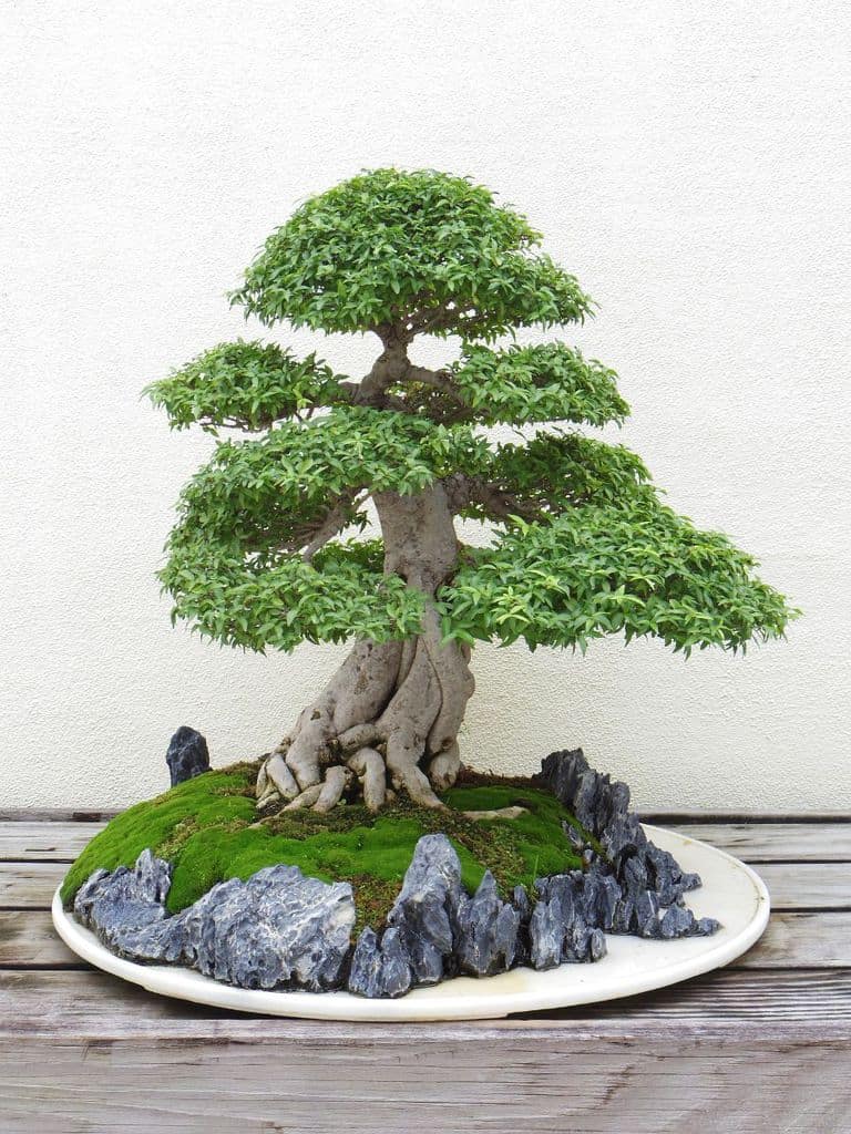 green leafy japanese bonsai plant 