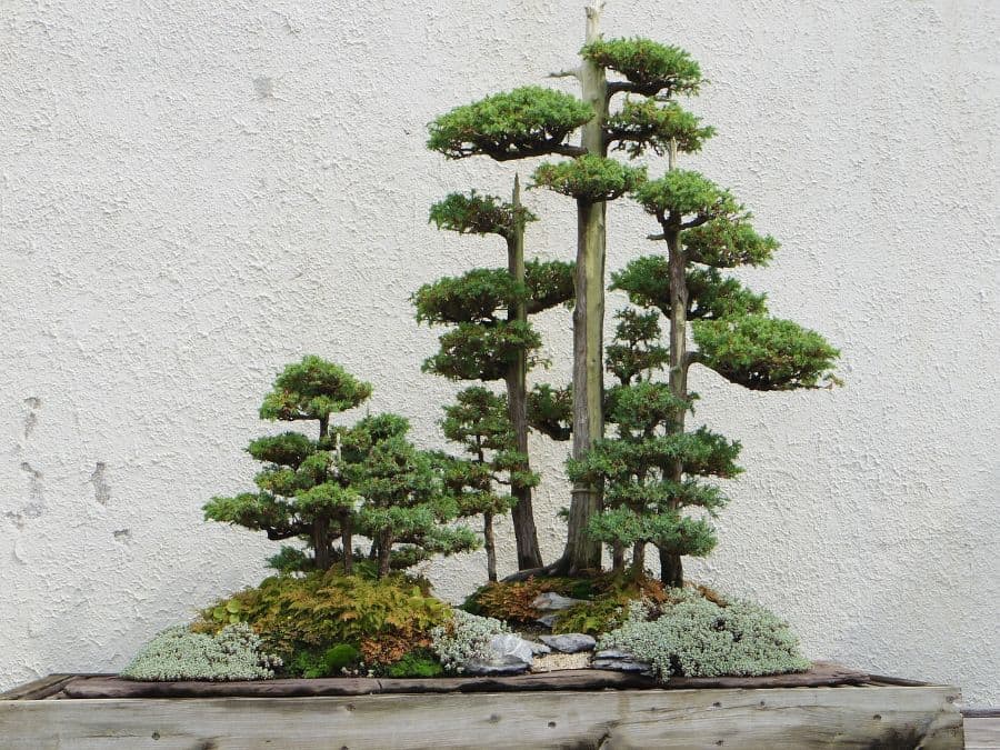 japanese bonsai garden 